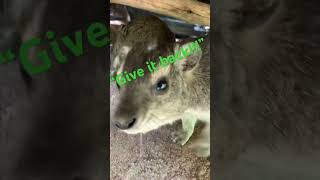 Stole another Hyrax nose dassie wawa funnyanimals [upl. by Eanil]