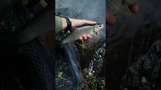 SIMPLE MAGGOT FEEDER FISHING fishing riverfishing chubfishing ukfishing youtubefishing [upl. by Rennane]