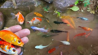 catching colorful ornamental fish betta fish koi fish channa manfish catfishguppymollyturtle [upl. by Sivle]