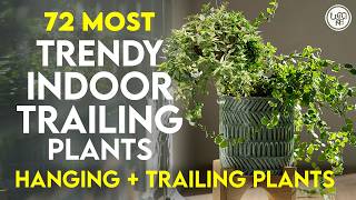 72 Best Trailing Plants for Indoor  Indoor Trailing Plants  Trailing Houseplants for Indoor [upl. by Ahseer]