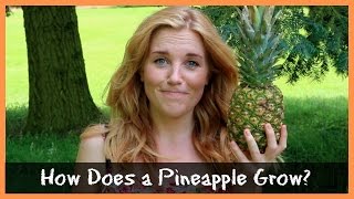 How Does a Pineapple Grow  Maddie Moate [upl. by Ailahk]