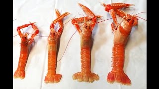 Buy amp Cook Live Scottish Langoustines [upl. by Celtic]