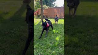 Play time with foster sisters in the yard [upl. by Barnaby]