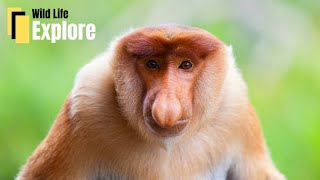 Discover the Fascinating World of Proboscis Monkeys  Nature Documentary [upl. by Bili]