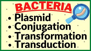 Genetic Recombination in Bacteria Plasmid Conjugation Transformation Transduction in Kingdom Monera [upl. by Magena]