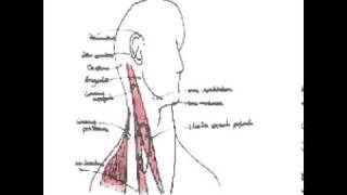 Cavité buccale oropharynx et glandes salivaires [upl. by Niemad]