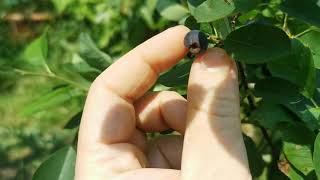 A very tasty berry that is not a berry the Juneberry  Serviceberry Amelanchier canadensis [upl. by Bonney]