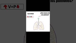 Ventilación pulmonar fisiologia respiratorio cienciasdelasalud [upl. by Derrek]