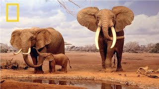 National Geographic  African Elephant  BBC Documentary [upl. by Bain]