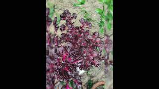 shareen bloodleaf plant Iresine plantnature beautiful leaf [upl. by Minier]