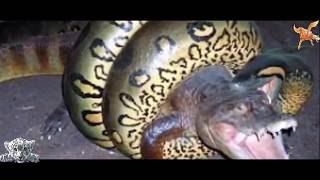 Worlds largest shark caught on camera 2016 Biggest Snake [upl. by Fineman]