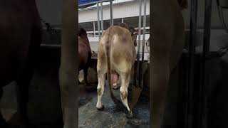 Exclusive red sahiwal cows of sharif agro farm [upl. by Anhaj]