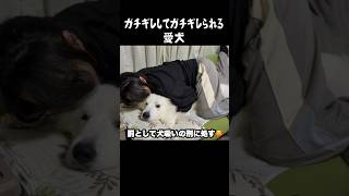 のほほんとした愛犬が唯一キレる瞬間 グレートピレニーズ 犬のいる生活 greatpyrenees 愛犬 癒し パーニーズ 大型犬 大型犬パピー ペット [upl. by Casta]