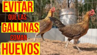 PORQUE LAS GALLINAS COMEN HUEVO COMO EVITARLO gorra gratis [upl. by Nanette]