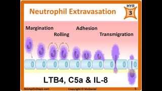 Histamine Prostaglandin Leukotrienes Bradkinin PGE2 LTB4 Chemotactic Factors [upl. by Anytsirhc885]