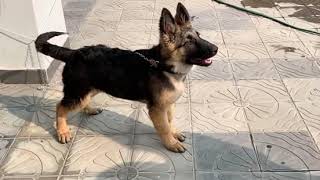 German Shepherd Puppy Barking His name is Alveen 35Months [upl. by Eusoj]