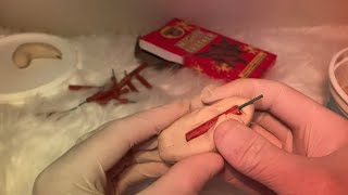 Crafting Firecracker Shrimp 🍤 ASMR [upl. by Eillo]