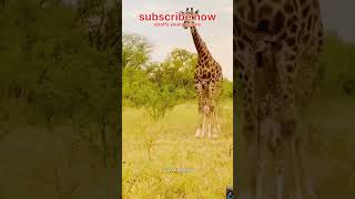 Giraffe Young Female। short animals wildlife । [upl. by Sema]