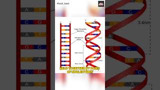 DNA Deoxyribo Nucleic Acid  dna helix molecules inheritance biology mayanksir [upl. by Yentroc]