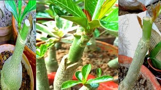 Adenium Grafting 100success V graftingFlat grafting with update HindiUrdu [upl. by Ahsaya]