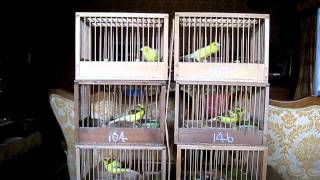 Roller Canaries bred in Japan20113 [upl. by Onahpets]