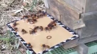 Giant Asian hornet vs Sticky paper sticky situation [upl. by Kaiulani]