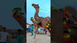 DANCING CAMEL 🐪 😍 MASHALLAH  EID UL AZHA mandi dancingcamel viralvideo [upl. by Annohsal]