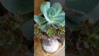 Echeveria Gila [upl. by Aninep]