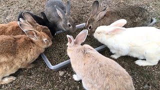 The worlds noisiest and cutest rabbits dining party [upl. by Ainej435]