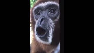 Monkey Screams Spins And Dissappers Monkey Meme [upl. by Ravilob]