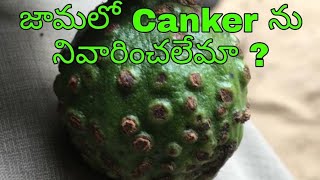 Guava canker management  జామలో వచ్చే గజ్జి తెగులు నియంత్రణ [upl. by Berger]