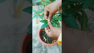 তুরান নয় টিকমা 🤔 prakriti pari gardening minivolg 97 [upl. by Sari]