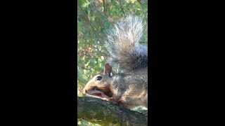 Gray Squirrel alarm calls predator warning [upl. by Thapa]