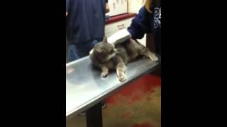 My cats trip to the vet [upl. by Roxine160]