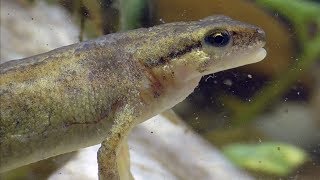 Palmate newt Fadenmolch Lissotriton helveticus [upl. by Garceau]