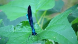 Awesome Shiny Blue Flying Insects Bugs Damselflies [upl. by Elorak]