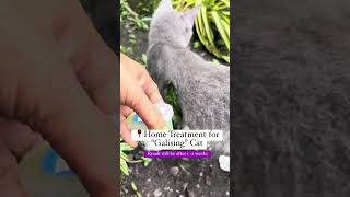 Home Treatment for Cat with Scabies [upl. by Monda772]