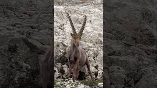 Wunderschön dieser Steinbock🫶jung und voller Energy🥰mein Kanal🍀Bergwelt Schweiz💫🇨🇭😊🇨🇭 [upl. by Ertemed515]