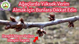 Tomurcukların Hangis Meyve Veriyor Hangisi Yaprak Veriyor🌱Ağaçlarda Daha Fazla Meyve Almanın Sırrı 🍒 [upl. by Wendin538]