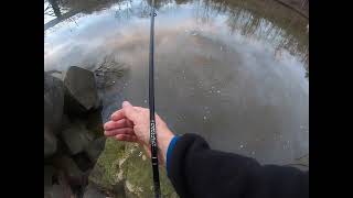 Shad Fishing Occoquan River March 2024 [upl. by Voltz]