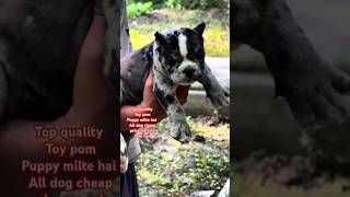 Dog sale near me  dog sale 🐶🐕‍🦺👍🙏 dogbreed pets youtubeshorts ytshorts shorts viralshort [upl. by Prebo]