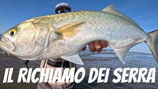 La pesca dei pesci SERRA con uno speciale RICHIAMIO [upl. by Lertnom105]