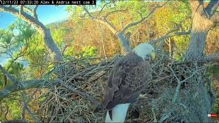 The stranger buries the eggs Alex unearths them bald eagle Kisatchie national forest E3 Nest cam2 [upl. by Naval]