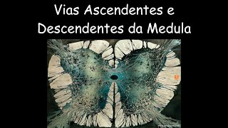 Vias Ascendentes e Descendentes da Medula [upl. by Yntirb896]