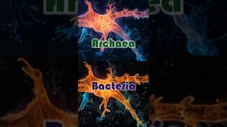 Archaea vs Bacteria archaeology bacteria biodiversity [upl. by Benoite518]