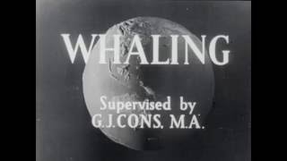 1940s whaling in the Antarctic [upl. by Lyrehc]