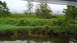 Daintree Rain Forest  Cooper Creek  Frogs Movie [upl. by Wendin217]