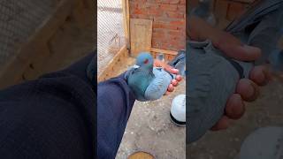 Back after 2 months😱minivlog myfarmbuddies pigeon kabutarvlogvlogs [upl. by Yhtamit407]