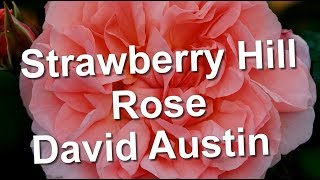 Strawberry Hill Rose David Austin [upl. by Danny881]