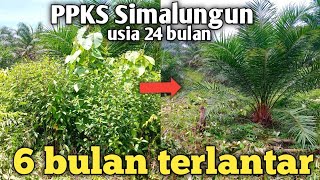 pembersihan lahan sawit PPKS Simalungun tahun tanam 2022Tojoksawit [upl. by Olracnaig]